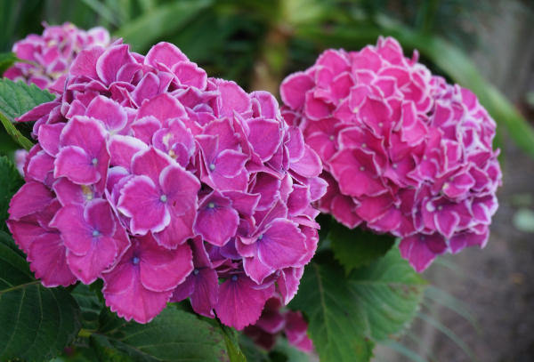 美空 限定MD 紫陽花の咲く道 紫陽花の咲く道: 小豆島最新情報