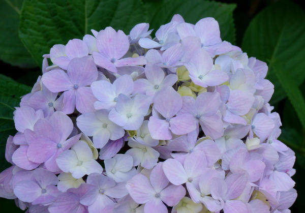 美空 限定MD 紫陽花の咲く道 紫陽花の咲く道: 小豆島最新情報