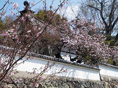 190331-03.jpg