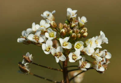 olive110206e.jpg
