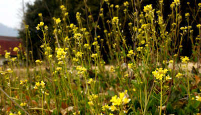 olive110206f.jpg