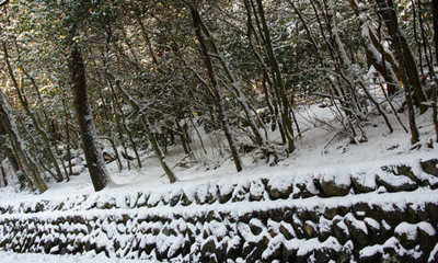 olive110208d.jpg