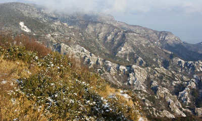 olive110208e.jpg