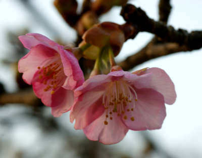 olive110224a.jpg