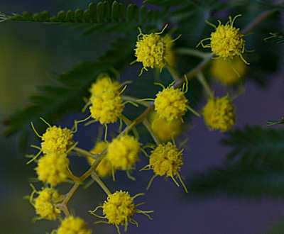 olive110224c.jpg