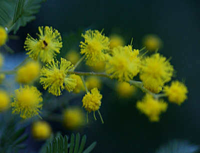 olive110224d.jpg