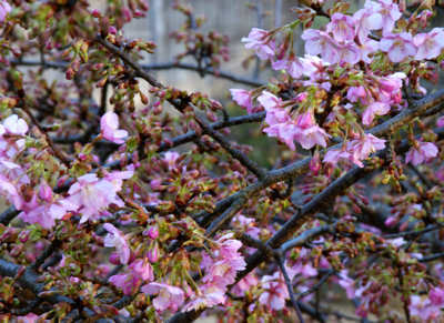 olive110306e.jpg
