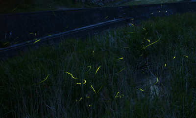olive110603d.jpg