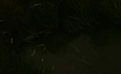 olive110603e.jpg