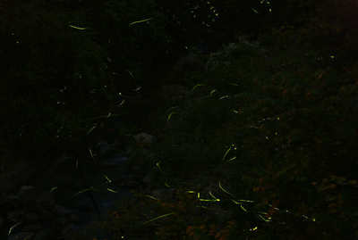 olive110603g.jpg