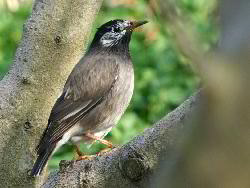 Nh