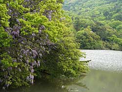山藤